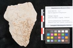 Foto (Objekt + Etikett) von Hypnum sagorianum Ettingshausen (NHMW-GEO-2024-0188-6728)